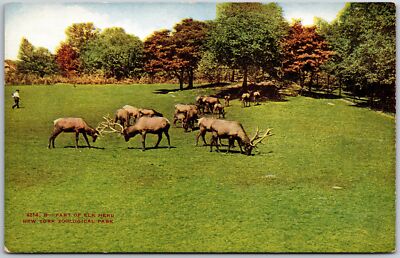 New York, Zoological Park, Part of Elk Herd, Wild Animals, Vintage Postcard