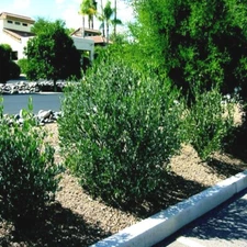 JOJOBA TREE SEEDS (Simmondsia chinensis) Medicinal Fruit Oil Goat Nut Plant RARE