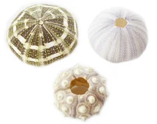 Sea Urchin Sampler: Natural Purple, Sputnik and Alfonso Nautical Beach Decor