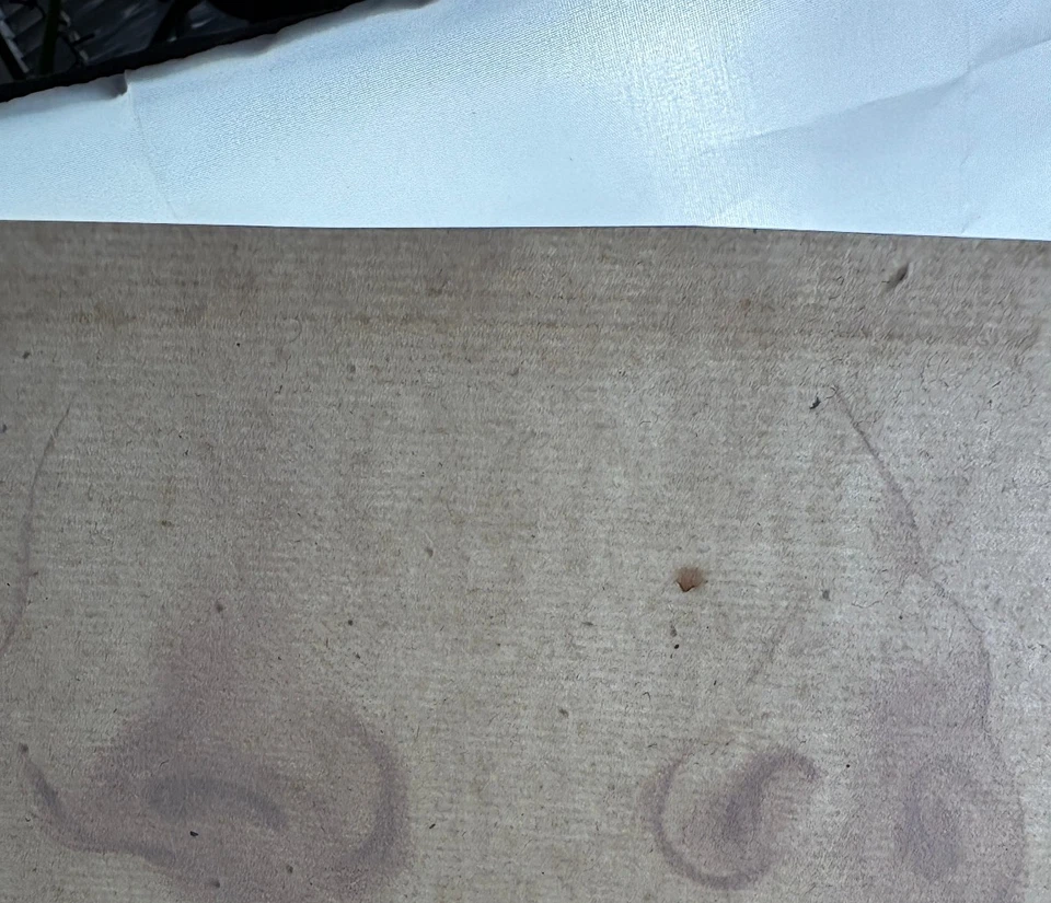 Studie von anatomischen und ornamentalen Formen, Röterkupferstich um 1750 - Bild 4 von 4