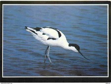 Postcard - Animals - Birds - Elegant Avocette - Avocet - CPM - See Scan