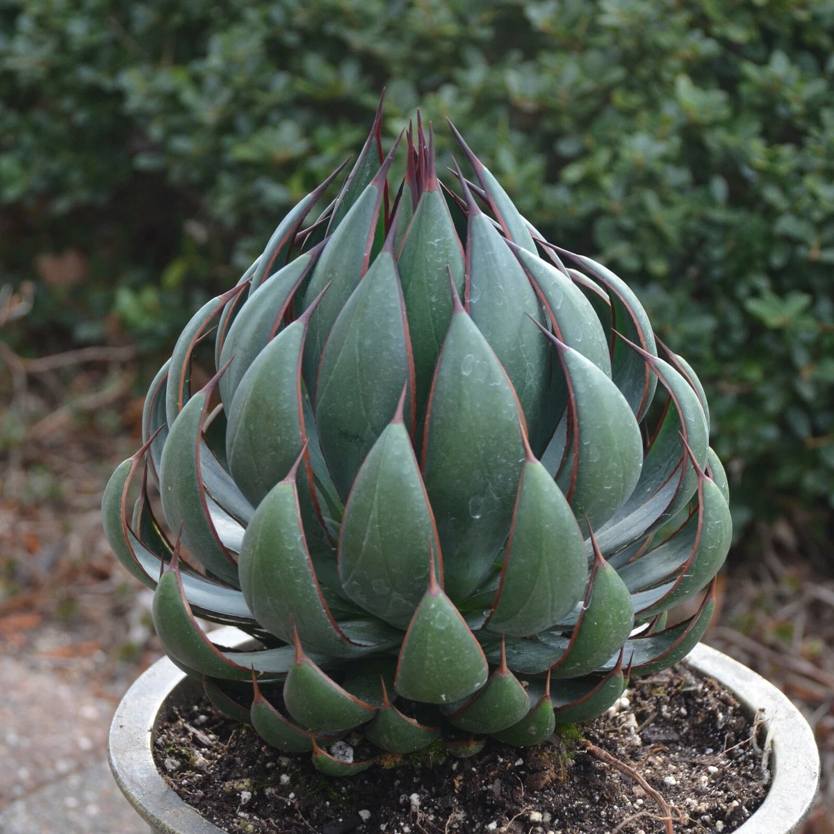 Agave Variegated Cactis&Succulents for sale | eBay