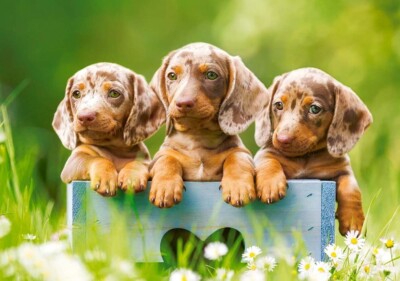 Castorland Cute Dachshunds 500 Piece Jigsaw Puzzle