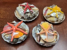 4 PCS ASSORT MIX SEASHELL STARFISH DISPLAY BASKET GIFT