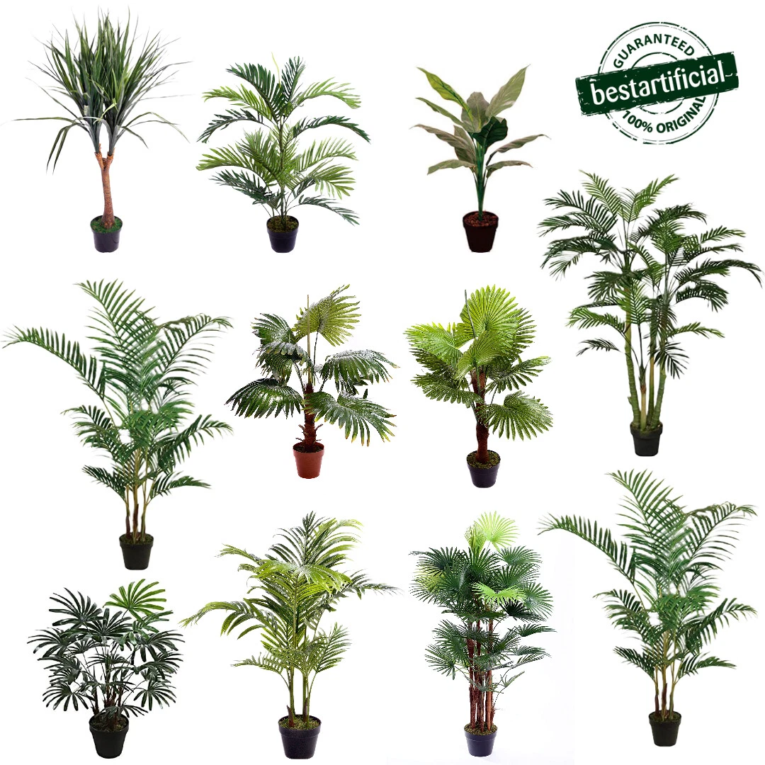 Best 2024 indoor palms