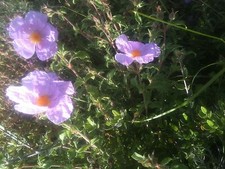 freshly dried 150gr Labdanum- ladanum- ladanon