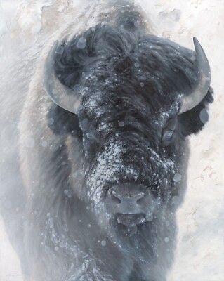 Western Bison - Storyteller II - Yellowstone - Signed Print - Made in Montana
