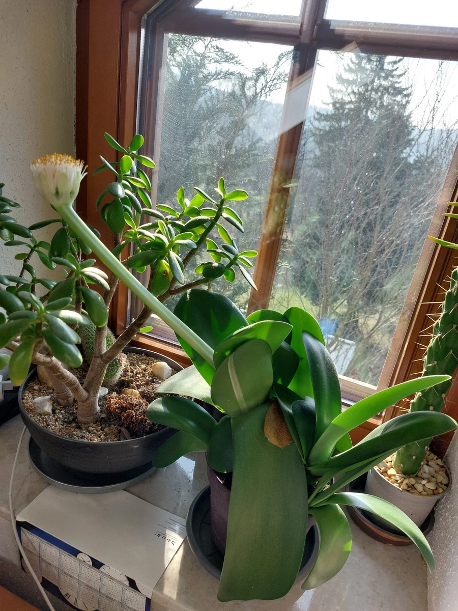 Haemanthus Albiflos in Gewurzelte Zimmerpflanzen online kaufen | eBay.de