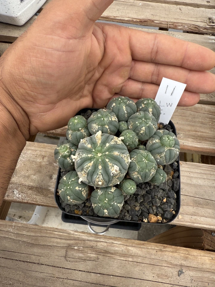 Grupo de múltiples cabezas de cactus Aztekium Astrophytum Foto 2 de 3