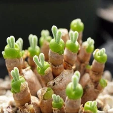 Monilaria Obconica Bunny Seeds, Succulents Seeds, 100pcs/pack