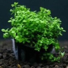 Monte Carlo Micranthemum Glomeratus aquatic plant potted