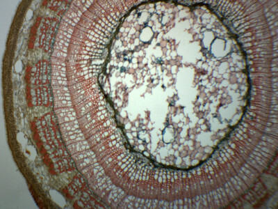 25PK Tilia, 2 Year Old Stem - CS - Prepared Slides - 75x25mm - Eisco Labs