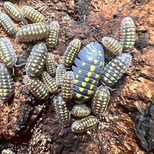 12 ct. Armadillidium gestroi Yellow Isopods   Live Arrival - Exo-Morphs