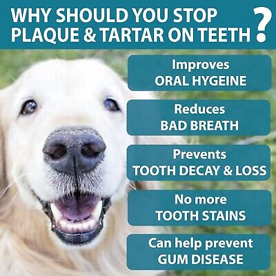Buy PLAQUE VANISH Plaque Off For Dogs Cats - Banish Plaque Remover For Teeth