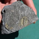 Trilobite, Kettneraspis aracana - Bolivia silurian - trilobite fossil