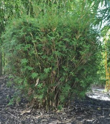 Chinese Dess Clumping Bamboo Curly Out Of Stock Plants