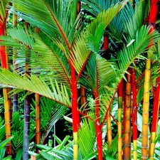 10 RED SEALING WAX "LIPSTICK" PALM TREE SEEDS (Cyrtostachys renda) House Plant