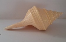 Large Syrinx Aruanus Australian Trumpet Seashell 13.5" Long, Has Break on Side Large Syrinx Aruanus Australian Trumpet Seashell 13.5" Long, Has Break on Side