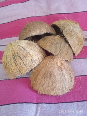 5 pieces of Coconut Shell Halves Eco Friendly 100% Natural Ceylon Product
