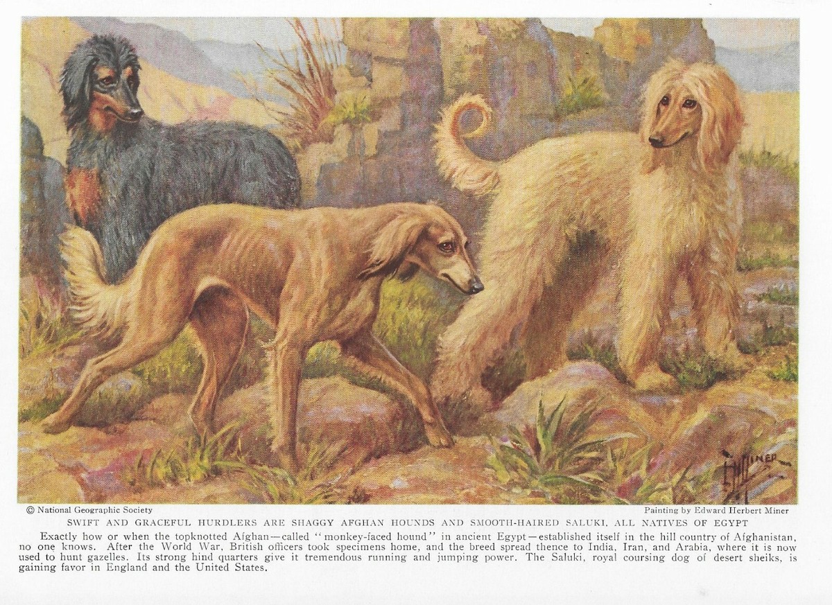 Afghan Hound Saluki CUSTOM MATTED 1937 Vintage Color Dog Art