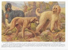 Afghan Hound / Saluki - CUSTOM MATTED - 1937 ...
