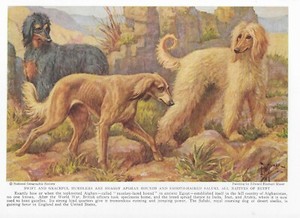 Afghan Hound / Saluki - CUSTOM MATTED - 1937 Vintage Color Dog Art Print