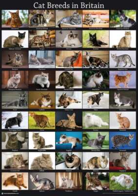 NEW Cat Breeds A3 Poster Picture Gift Tabby Kitten Toy Post Vet BLPA3P10  PRINT UK