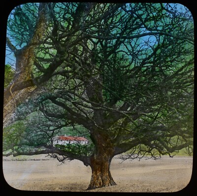 ALTES ANTIKES magisches Laternendia LETZTE EICHE VON BERNAM UM 1890 FOTO SCHOTTLAND BAUM