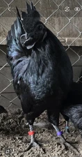  6+  Gorgeous Purebred Ayam Cemani Hatching Eggs NPIP/AI. Member of the ACBA