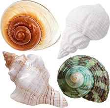 4PCS Large Hermit Crab Shells  Natural Sea Conch 2.4 - 3.5 Opening 1 - 1.5
