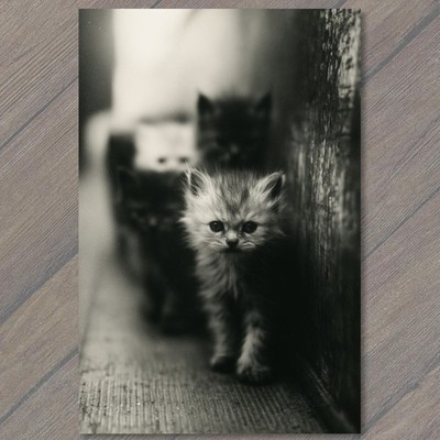 STICKER Fluffy Kitten Alleyway Creepy Dark Gothic Strange Mystic Cat Feline Odd