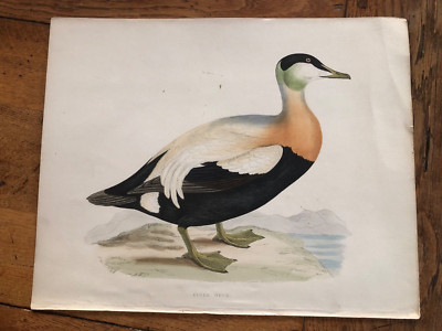 1855 large colour print of an eider duck . benjamin fawcett