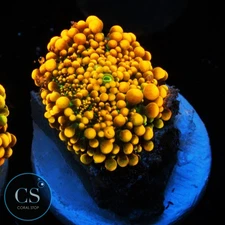 CS KING KONG YUMA MUSHROOM - WYSIWYG LIVE CORAL
