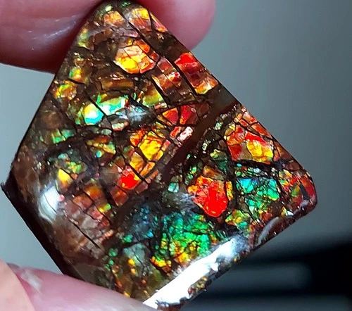 Ammolite  Ammonite   Coated Stone 24x28x4.8mm 6112