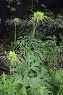 Bat Plant. Tacca leontopetaloides "Hawaiian Form". Rare green. 5cm tuber.