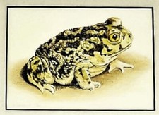 Desert Green Toad Frog Print Artist Bonnie Swarbrick Morehouse '77 40/300 Framed