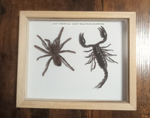 Taxidermy Real Framed Tarantula&Scorpion In Wooden Frame/Insect/Entomology Used