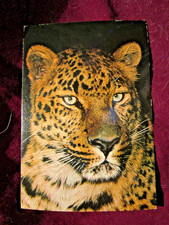 Leopard Close-Up Wildlife Animal 4x6  East Africa Postcard