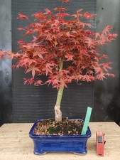 bonsai di  acero rosso deshojo  h 52 cm. visita il negozio