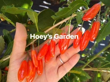 🌟RARE & Exclusive🌟Biggest Red Ningxia Goji Berry Mature Cuttings X10