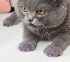 Fuschia Pink Purple Jelly Silicone Glue On Pet Animal Caps Covers 4 Nails Claws