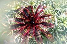 Bromeliad - Neoregelia Lucifer 6  pot - Live Plant