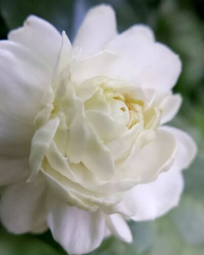 Grand Duke of Tuscany Jasmine Starter Live Plants10”tall~Super Fragrant