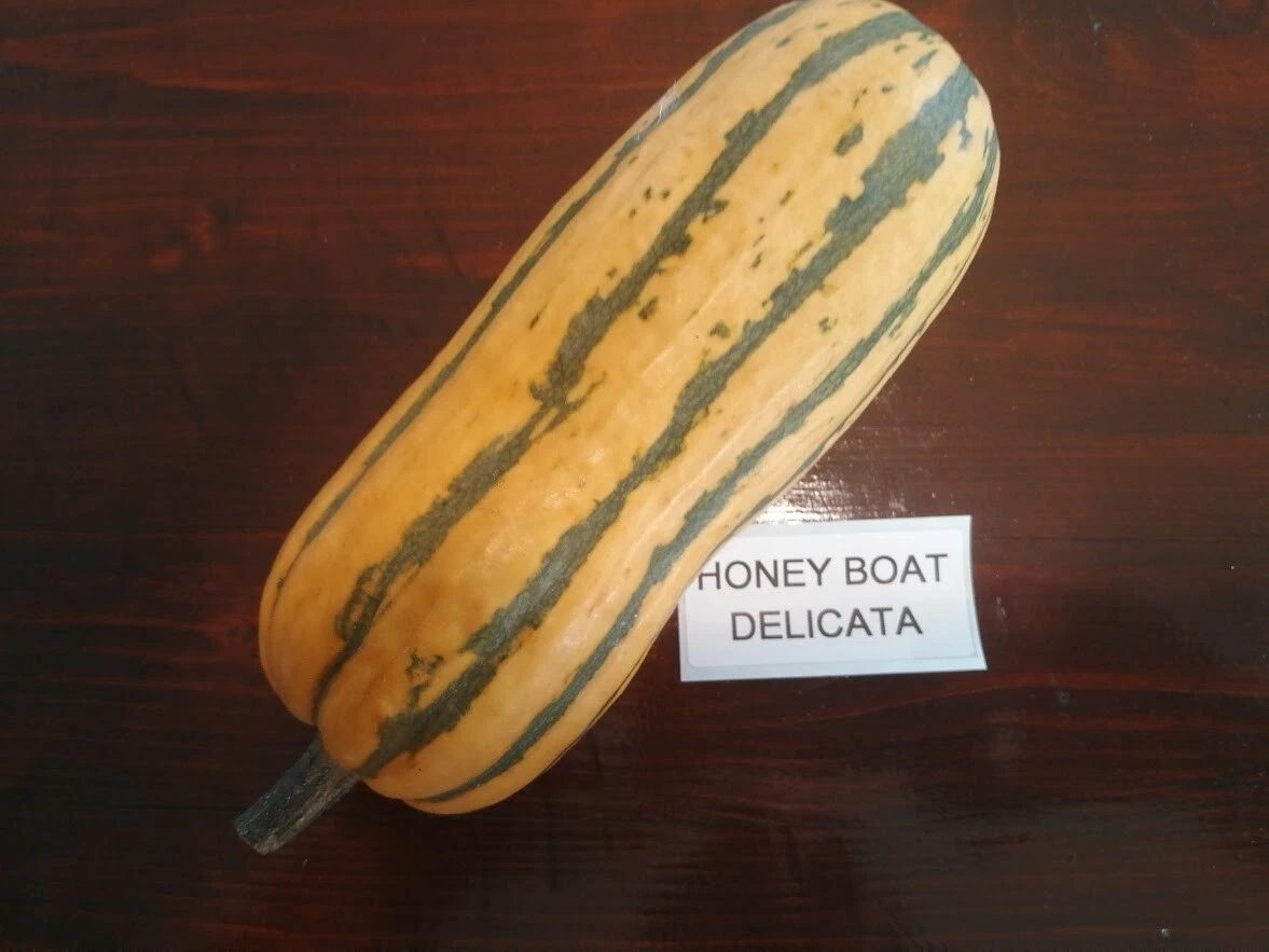 Delicata Kürbis