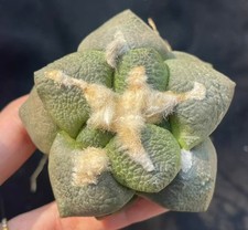 Raro Cactus Ariocarpus "Lloydii" WYSIWYG propria radice boutique decorazione giardino vendita