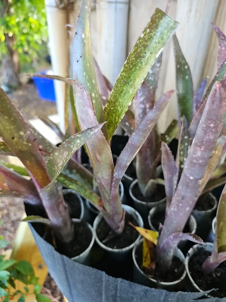 Bromeliad Billbergia Saundersi Pink Green Polka Dot Live Plant - Image 4 of 4