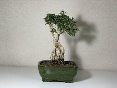 Mount Fuji Serissa Foetida Bonsai Tree 10
