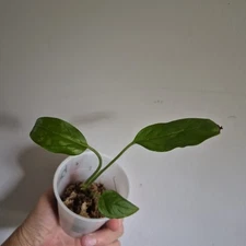  Silver Streak Pothos Epipremnum Amplissimum EXACT PLANT 2.5 Inch