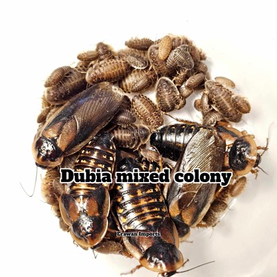 100+ Dubia Roaches | Feeders | Reptile Food  | Free Shipping