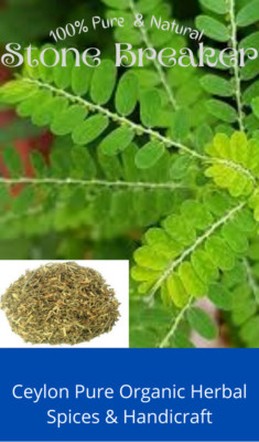 Ceylon 100% pure high quality organic Dried Stone Breaker /Chanca Piedra Leaves 